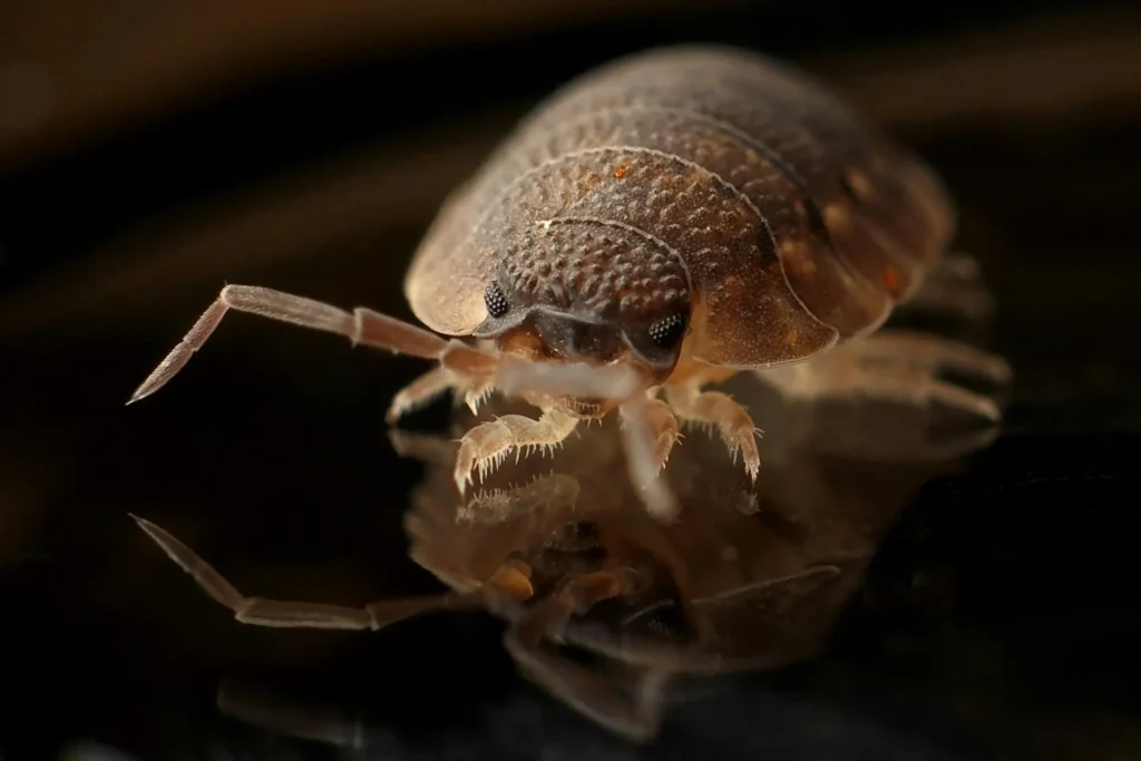 Bed-Bug-Treatment - Manahawkin Pest Control Pros | Manahawkin, NJ | 856-699-2555