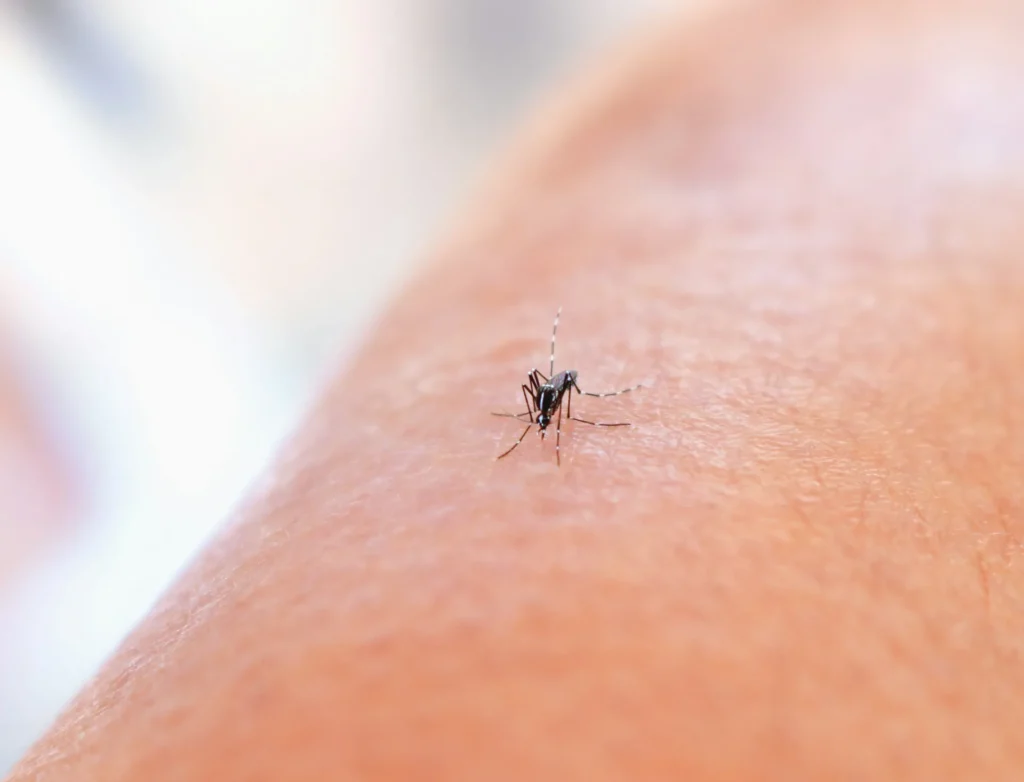 Mosquito Control - Manahawkin Pest Control Pros | Manahawkin, NJ | 856-699-2555
